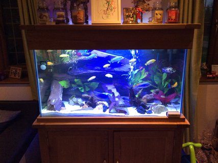 Rated #38: 75 Gallons Freshwater Fish Tank - Malawi tank, plum slate , some fake plants, small bit of driftwood. Rated #38: 75 Gallons Freshwater Fish Tank - Malawi tank, plum slate , some fake plants, small bit of driftwood.