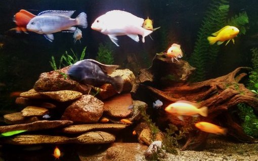 Rated #25: 92 Gallons Freshwater Fish Tank - A new pic Rated #25: 92 Gallons Freshwater Fish Tank - A new pic