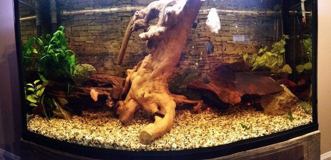 Rated #31: 80 Gallons Freshwater Fish Tank - cichlid tank Rated #31: 80 Gallons Freshwater Fish Tank - cichlid tank