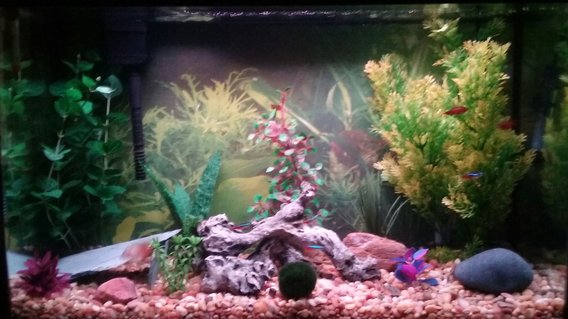 Rated #52: 29 Gallons Freshwater Fish Tank - None Rated #52: 29 Gallons Freshwater Fish Tank - None