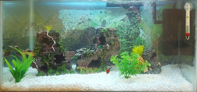 Rated #65: 15 Gallons Freshwater Fish Tank - New tank Rated #65: 15 Gallons Freshwater Fish Tank - New tank
