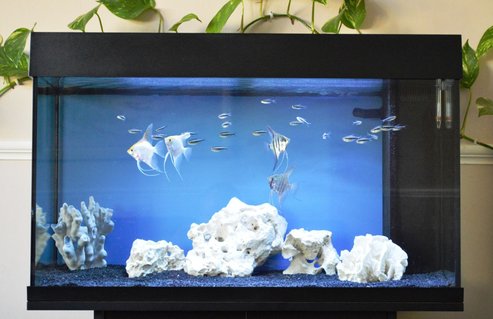 Rated #34: 33 Gallons Freshwater Fish Tank - Angels and black neons Rated #34: 33 Gallons Freshwater Fish Tank - Angels and black neons