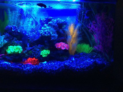 Rated #58: 23 Gallons Freshwater Fish Tank - Blue led Rated #58: 23 Gallons Freshwater Fish Tank - Blue led