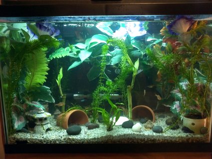 Rated #32: 20 Gallons Freshwater Fish Tank - 20 gal freshwater community tank Rated #32: 20 Gallons Freshwater Fish Tank - 20 gal freshwater community tank