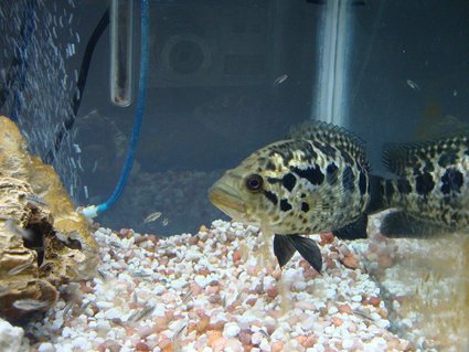 Rated #66: 55 Gallons Freshwater Fish Tank - Managuense and fry Rated #66: 55 Gallons Freshwater Fish Tank - Managuense and fry