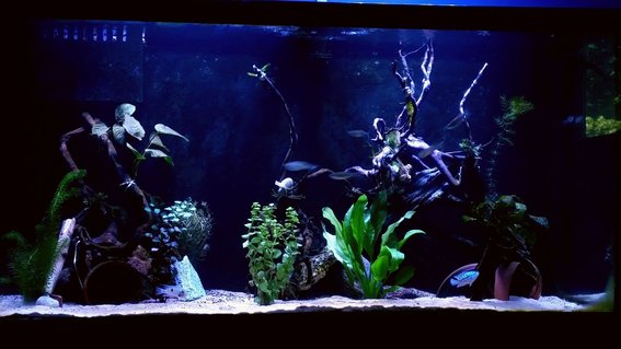 Rated #31: 90 Gallons Freshwater Fish Tank - 90 gallon new world cichlid tank Rated #31: 90 Gallons Freshwater Fish Tank - 90 gallon new world cichlid tank