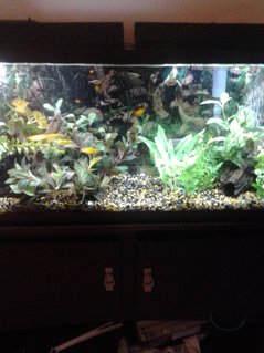 Rated #46: 55 Gallons Freshwater Fish Tank - 55 gallon Rated #46: 55 Gallons Freshwater Fish Tank - 55 gallon