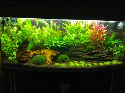 Rated #96: 240 Gallons Freshwater Fish Tank - My 240l bow front tank
4 months old Rated #96: 240 Gallons Freshwater Fish Tank - My 240l bow front tank
4 months old