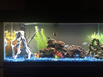 Rated #48: 65 Gallons Freshwater Fish Tank - So far Rated #48: 65 Gallons Freshwater Fish Tank - So far