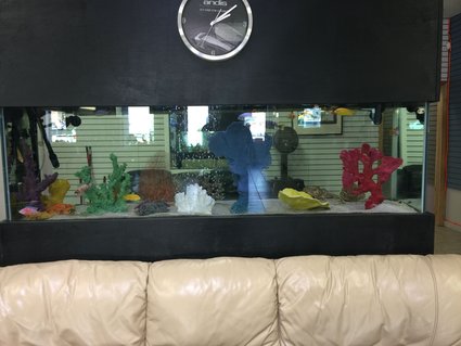 Rated #73: 125 Gallons Freshwater Fish Tank - 125 gallon
Barbershop aquarium
African cichlids Rated #73: 125 Gallons Freshwater Fish Tank - 125 gallon
Barbershop aquarium
African cichlids
