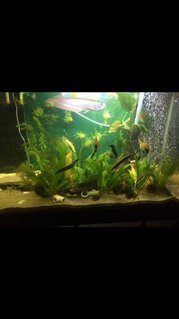 Rated #69: 220 Gallons Freshwater Fish Tank - 4 eels and arowana in a 65 gallon , waiting for them to be big enough for the 220g predator communauty Rated #69: 220 Gallons Freshwater Fish Tank - 4 eels and arowana in a 65 gallon , waiting for them to be big enough for the 220g predator communauty