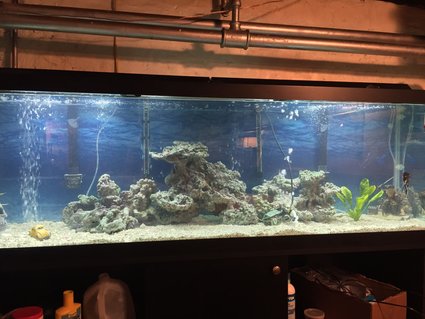 Rated #51: 125 Gallons Freshwater Fish Tank - Freshwater one angel fish , gourami, Rated #51: 125 Gallons Freshwater Fish Tank - Freshwater one angel fish , gourami,