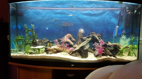 Rated #51: 52 Gallons Freshwater Fish Tank - New juwel 250l tank Rated #51: 52 Gallons Freshwater Fish Tank - New juwel 250l tank