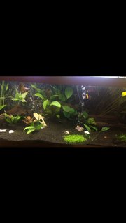 Rated #53: 75 Gallons Freshwater Fish Tank - Newest Rated #53: 75 Gallons Freshwater Fish Tank - Newest