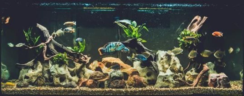 Rated #14: 120 Gallons Freshwater Fish Tank - 120 gallon Rated #14: 120 Gallons Freshwater Fish Tank - 120 gallon