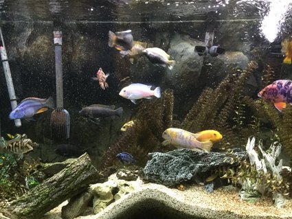 Rated #56: 110 Gallons Freshwater Fish Tank - 110 gallon African Cichlid Aquarium. Rated #56: 110 Gallons Freshwater Fish Tank - 110 gallon African Cichlid Aquarium.