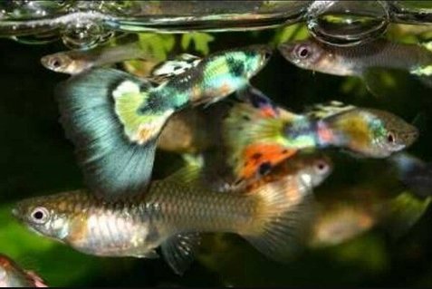 Rated #91: 55 Gallons Freshwater Fish Tank - Community fish only Rated #91: 55 Gallons Freshwater Fish Tank - Community fish only
