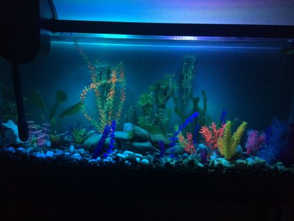 Rated #82: 55 Gallons Freshwater Fish Tank - 55 gallon fresh water tank Rated #82: 55 Gallons Freshwater Fish Tank - 55 gallon fresh water tank