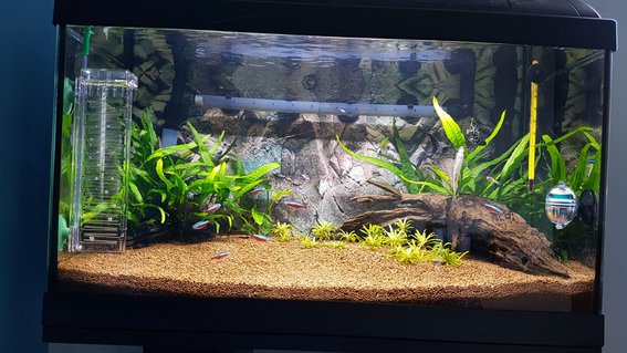 Rated #13: 15 Gallons Freshwater Fish Tank - My first bedroom tank Rated #13: 15 Gallons Freshwater Fish Tank - My first bedroom tank