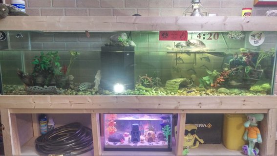 Rated #81: 100 Gallons Freshwater Fish Tank - Have had my turtles for about 10 years now and have just recently begun to care for their tank as an artificial ecosystem rather than a cage for turtles. With a easy to service filter with massive 500 gal filtration capacity; plecostamous and snails to deal with algea load; and guppies and tetra to keep myself and the turtles entertained ; as well as fresh parsley growing out of top of filter to provide fresh green and suck some nitrogen out of the water as it filters back into tank I am very happy with this set up. In addition I have just set up bikini bottom (tank down below) to breed guppies, tetra and snails, so I can raise up fry and snails to a survivable level to add back into turtle tank and keep it bumpin! Rated #81: 100 Gallons Freshwater Fish Tank - Have had my turtles for about 10 years now and have just recently begun to care for their tank as an artificial ecosystem rather than a cage for turtles. With a easy to service filter with massive 500 gal filtration capacity; plecostamous and snails to deal with algea load; and guppies and tetra to keep myself and the turtles entertained ; as well as fresh parsley growing out of top of filter to provide fresh green and suck some nitrogen out of the water as it filters back into tank I am very happy with this set up. In addition I have just set up bikini bottom (tank down below) to breed guppies, tetra and snails, so I can raise up fry and snails to a survivable level to add back into turtle tank and keep it bumpin!
