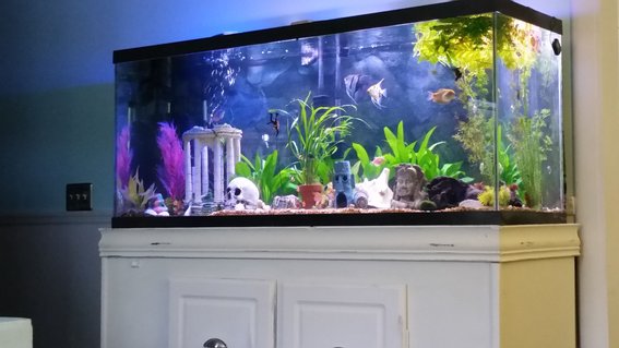Rated #58: 125 Gallons Freshwater Fish Tank - My 125 community Rated #58: 125 Gallons Freshwater Fish Tank - My 125 community