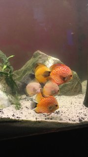 Rated #57: 110 Gallons Freshwater Fish Tank - 110 gallon discus tank Rated #57: 110 Gallons Freshwater Fish Tank - 110 gallon discus tank