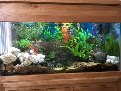 Rated #18: 44 Gallons Freshwater Fish Tank - Front view of 200l Freshwater Tank Rated #18: 44 Gallons Freshwater Fish Tank - Front view of 200l Freshwater Tank