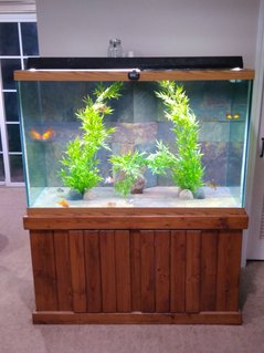 Rated #89: 150 Gallons Freshwater Fish Tank - Fancy Goldfish in my 150 gallon with slate tiled back and bottom with an overflow system feeding a 30 gallon sump. Rated #89: 150 Gallons Freshwater Fish Tank - Fancy Goldfish in my 150 gallon with slate tiled back and bottom with an overflow system feeding a 30 gallon sump.