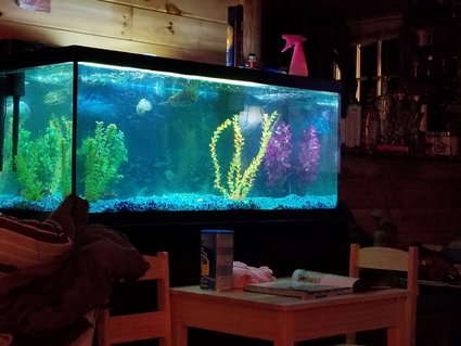 Rated #88: 75 Gallons Freshwater Fish Tank - My 75 gal tank Rated #88: 75 Gallons Freshwater Fish Tank - My 75 gal tank