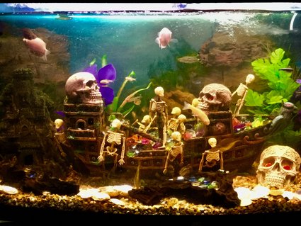 Rated #87: 180 Gallons Freshwater Fish Tank - Shipwrecked Rated #87: 180 Gallons Freshwater Fish Tank - Shipwrecked