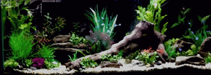 Rated #2: 36 Gallons Freshwater Fish Tank - 55 gallon freshwater tank two weeks in haven\'t decided on fish yet any suggestions Rated #2: 36 Gallons Freshwater Fish Tank - 55 gallon freshwater tank two weeks in haven't decided on fish yet any suggestions