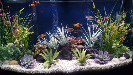 Rated #20: 46 Gallons Freshwater Fish Tank - My freshwater community aquarium Rated #20: 46 Gallons Freshwater Fish Tank - My freshwater community aquarium