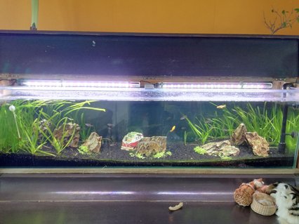 Rated #50: 45 Gallons Freshwater Fish Tank - Normally i have an casing around the aquarium because i made it inside a piano. However, for your view i removed it. Rated #50: 45 Gallons Freshwater Fish Tank - Normally i have an casing around the aquarium because i made it inside a piano. However, for your view i removed it.