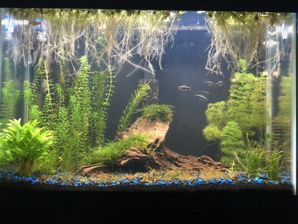 Rated #41: 25 Gallons Freshwater Fish Tank - My first tank, 4 months old Rated #41: 25 Gallons Freshwater Fish Tank - My first tank, 4 months old