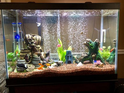 Rated #46: 65 Gallons Freshwater Fish Tank - 65 gallon Aqueon freshwater tank Rated #46: 65 Gallons Freshwater Fish Tank - 65 gallon Aqueon freshwater tank