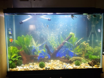 Rated #43: 16 Gallons Freshwater Fish Tank - Freshwater Rated #43: 16 Gallons Freshwater Fish Tank - Freshwater