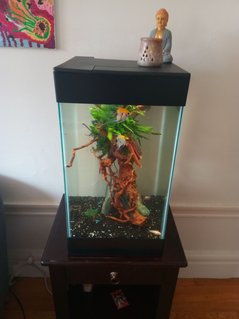 Rated #47: 15 Gallons Freshwater Fish Tank - Distance view Rated #47: 15 Gallons Freshwater Fish Tank - Distance view