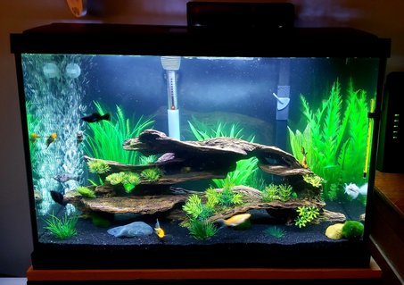 Rated #13: 20 Gallons Freshwater Fish Tank - Mollie 20g tank Rated #13: 20 Gallons Freshwater Fish Tank - Mollie 20g tank
