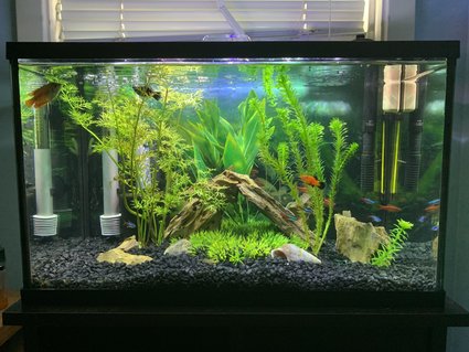 Rated #44: 10 Gallons Freshwater Fish Tank - My 10 gallon semi-planted tank Rated #44: 10 Gallons Freshwater Fish Tank - My 10 gallon semi-planted tank