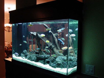 Rated #10: 155 Gallons Freshwater Fish Tank - Here's another view of all my fish. Rated #10: 155 Gallons Freshwater Fish Tank - Here's another view of all my fish.