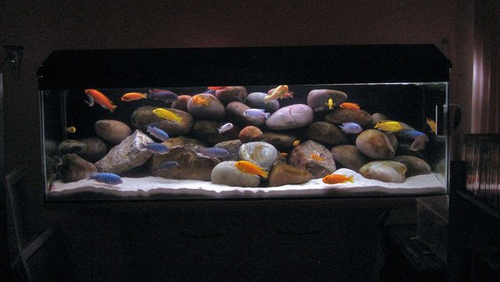 Rated #8: 40 Gallons Freshwater Fish Tank - 40G (UK) Malawi Mbuna Tank TimothyS Rated #8: 40 Gallons Freshwater Fish Tank - 40G (UK) Malawi Mbuna Tank TimothyS