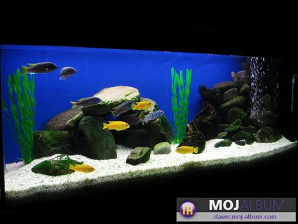 Rated #23: 42 Gallons Freshwater Fish Tank - ACEI and SAULOSI Rated #23: 42 Gallons Freshwater Fish Tank - ACEI and SAULOSI