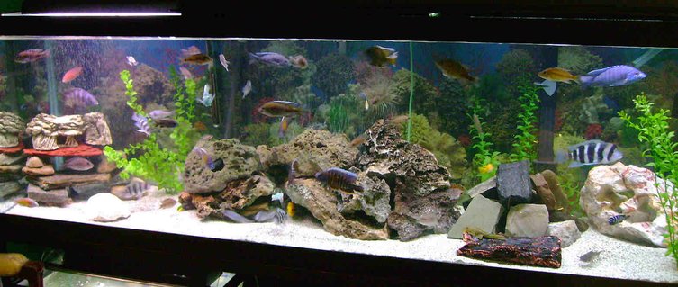 Rated #38: 125 Gallons Freshwater Fish Tank - african cichlids Rated #38: 125 Gallons Freshwater Fish Tank - african cichlids