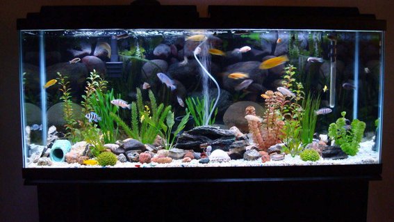 Rated #32: 150 Gallons Freshwater Fish Tank - 55 gallon tank with 33 cichlids Rated #32: 150 Gallons Freshwater Fish Tank - 55 gallon tank with 33 cichlids