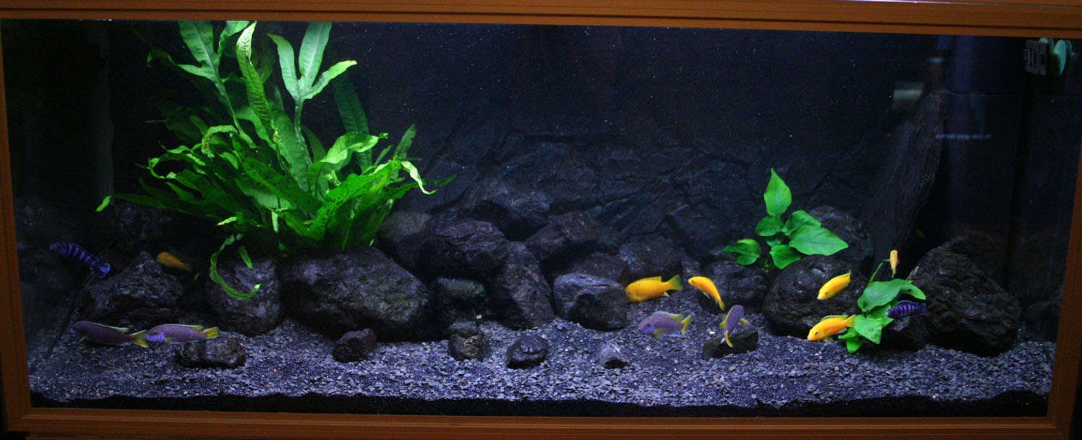 Rated #53: 58 Gallons Freshwater Fish Tank - This is my tank, 222 liters (approx. 58 gallons). maybe not the most accurate biotope, but i think it looks nice!