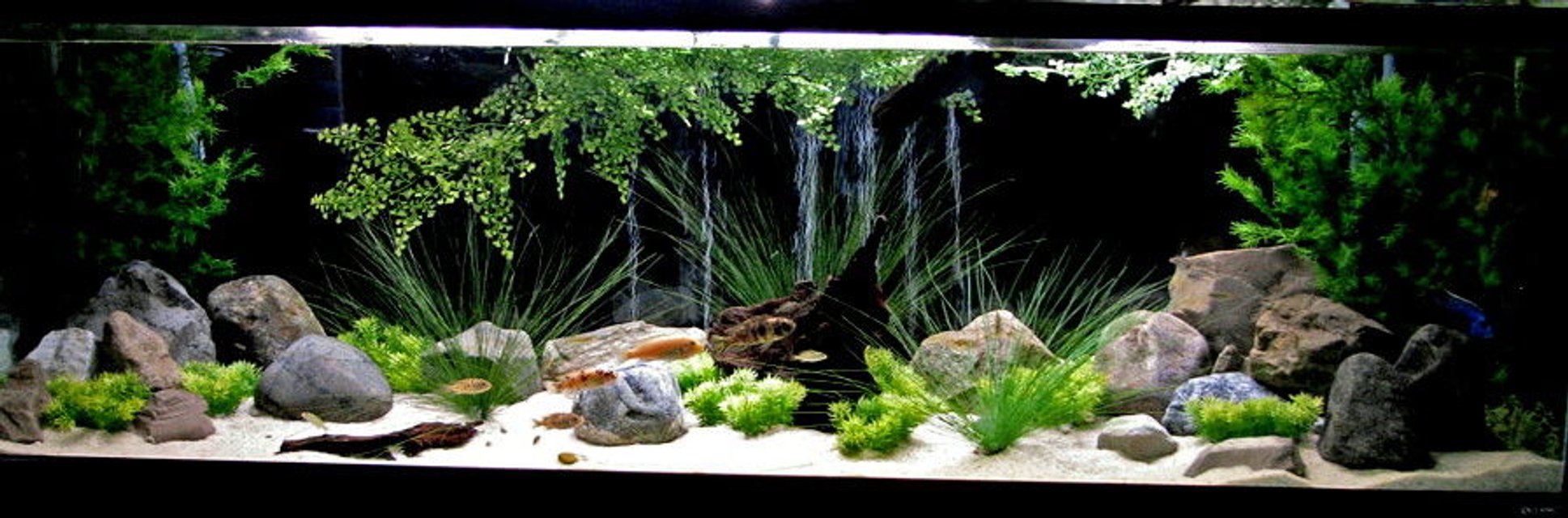 Rated #2: 135 Gallons Freshwater Fish Tank - 135 gal oceanic Rated #2: 135 Gallons Freshwater Fish Tank - 135 gal oceanic