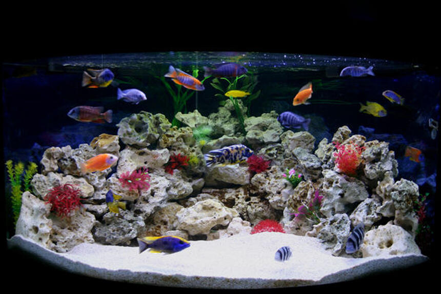 Rated #22: 90 Gallons Freshwater Fish Tank - My new Male Only Show Tank Please leave your comments, Im really interested to know what people think.
Thanks Rated #22: 90 Gallons Freshwater Fish Tank - My new Male Only Show Tank Please leave your comments, Im really interested to know what people think.
Thanks
