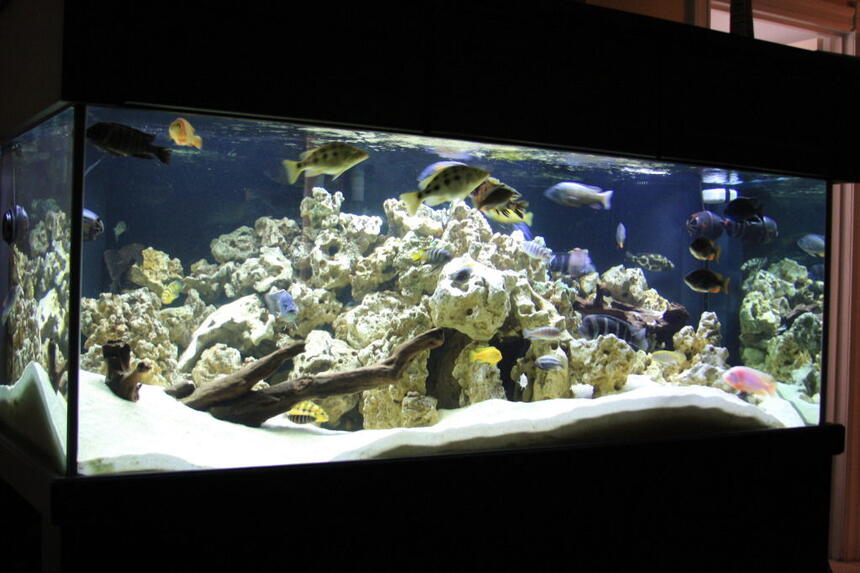 Rated #70: 300 Gallons Freshwater Fish Tank - This has been a long work in progress I raised most of these guys in a 90g and have recently upgraded to this. It took a lot of Time getting the rockwork all to my liking. I will try to keep this updated as I make changes. Thank You for Looking. The tank is 72"x 36"x 27" Tall Rated #70: 300 Gallons Freshwater Fish Tank - This has been a long work in progress I raised most of these guys in a 90g and have recently upgraded to this. It took a lot of Time getting the rockwork all to my liking. I will try to keep this updated as I make changes. Thank You for Looking. The tank is 72"x 36"x 27" Tall