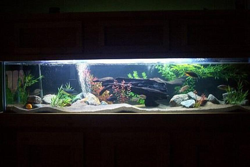 Rated #8: 100 Gallons Freshwater Fish Tank - night view- 100 gallon african cichlid tank Rated #8: 100 Gallons Freshwater Fish Tank - night view- 100 gallon african cichlid tank