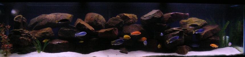 Rated #9: 100 Gallons Freshwater Fish Tank - My 100g Dream Cichlid Tank Rated #9: 100 Gallons Freshwater Fish Tank - My 100g Dream Cichlid Tank
